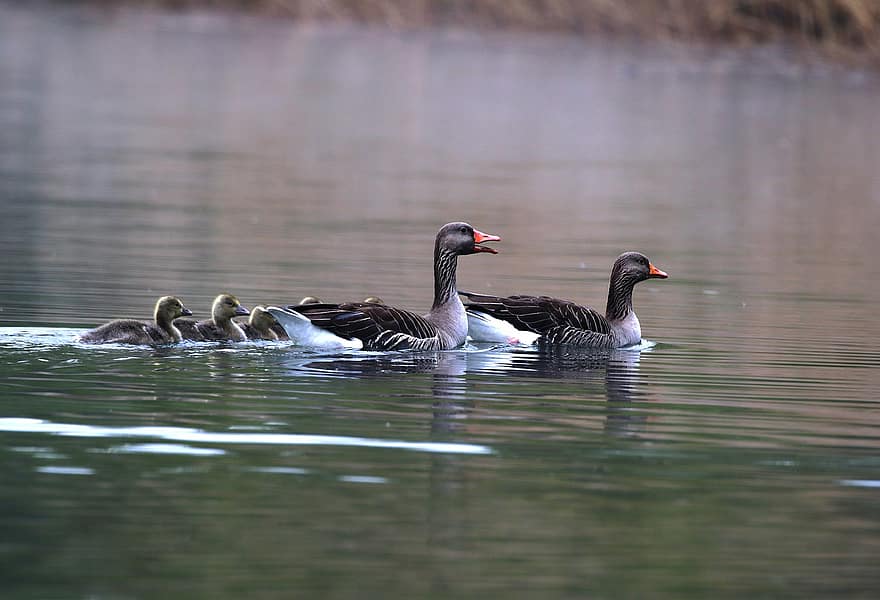 Greylag Geese, Goslings, Lake, Geese, Chicks, Young Birds, Birds, Waterfowls, Water Birds, Aquatic Birds, Animals
