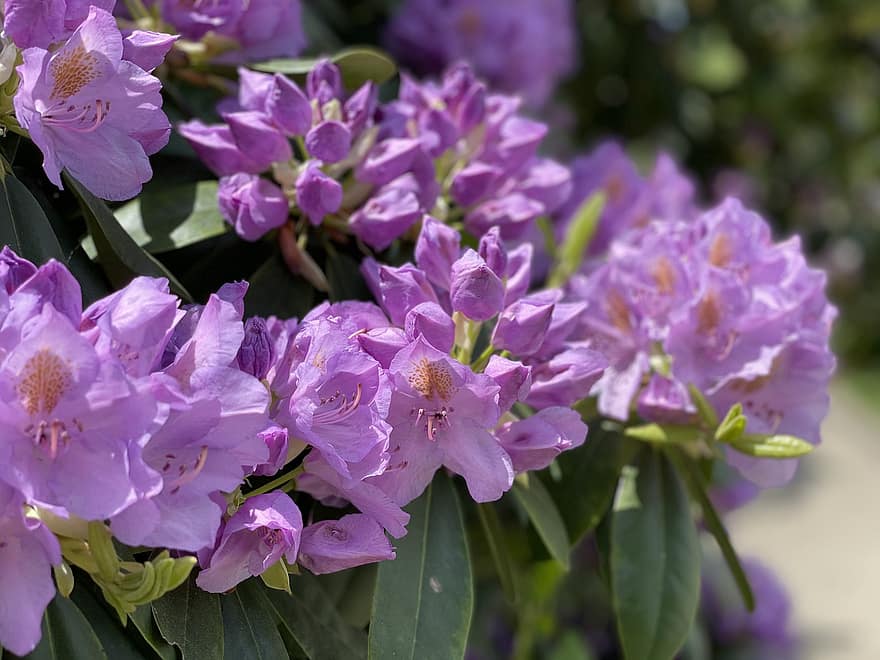 フラワーズ、紫の、自然、咲く、花、春、フローラ、花びら、工場、庭園、ラベンダー