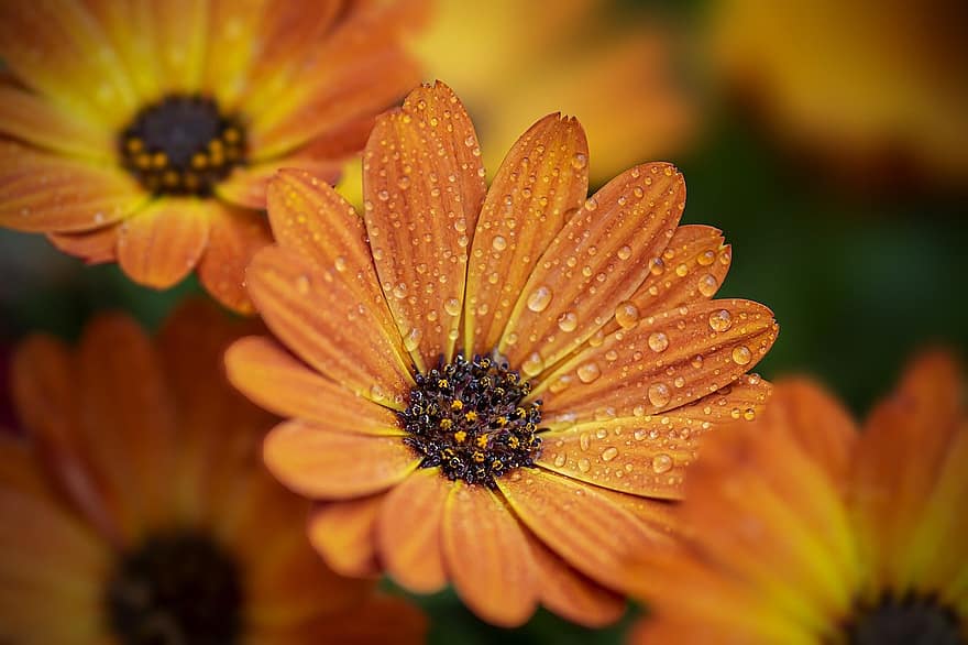 Cape Marguerite, Flower, Plant, Orange Flower, Petals, Bloom, Flora, Spring, Nature, Botany, close-up