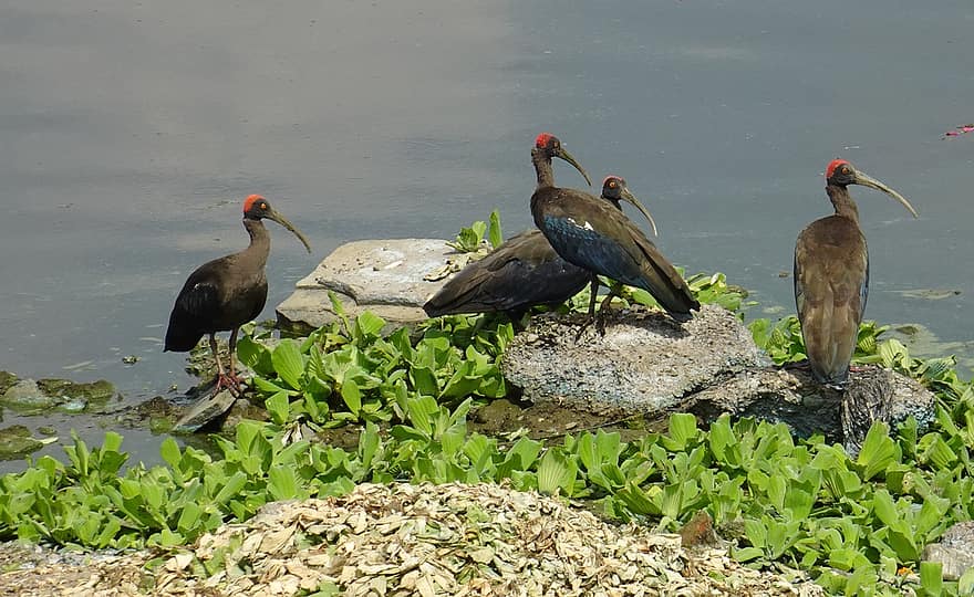 pájaro, ibis de la siesta roja, pseudibis papillosa, ibis negro indio, ibis negro, fauna silvestre, naturaleza, animal, pico, animales en la naturaleza, pluma
