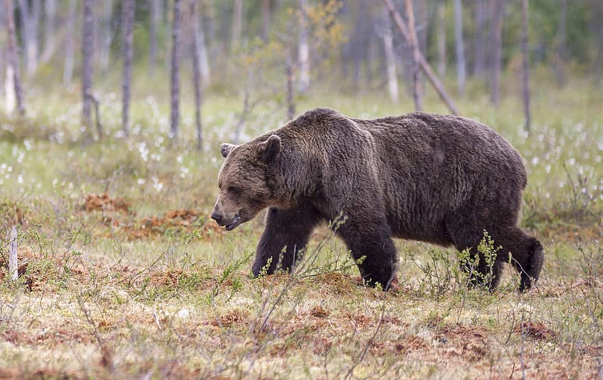 beruang, beruang coklat, binatang, ursus arctos, liar, mamalia, binatang di alam liar, hutan, spesies langka, besar, rumput