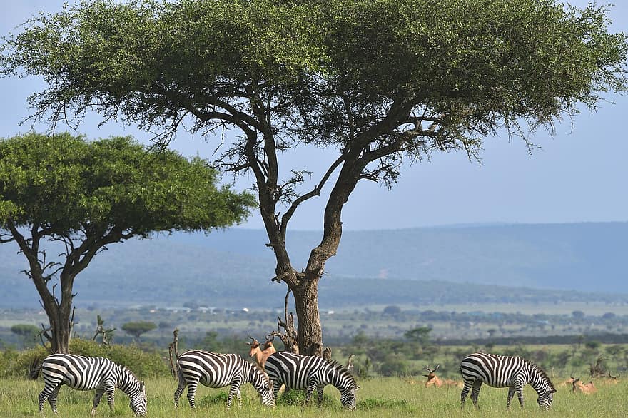 cebra común, cebra, animales, llanuras de cebra, masai mara, Kenia, África, fauna silvestre, mamíferos, Equus Burchellii, animales en la naturaleza