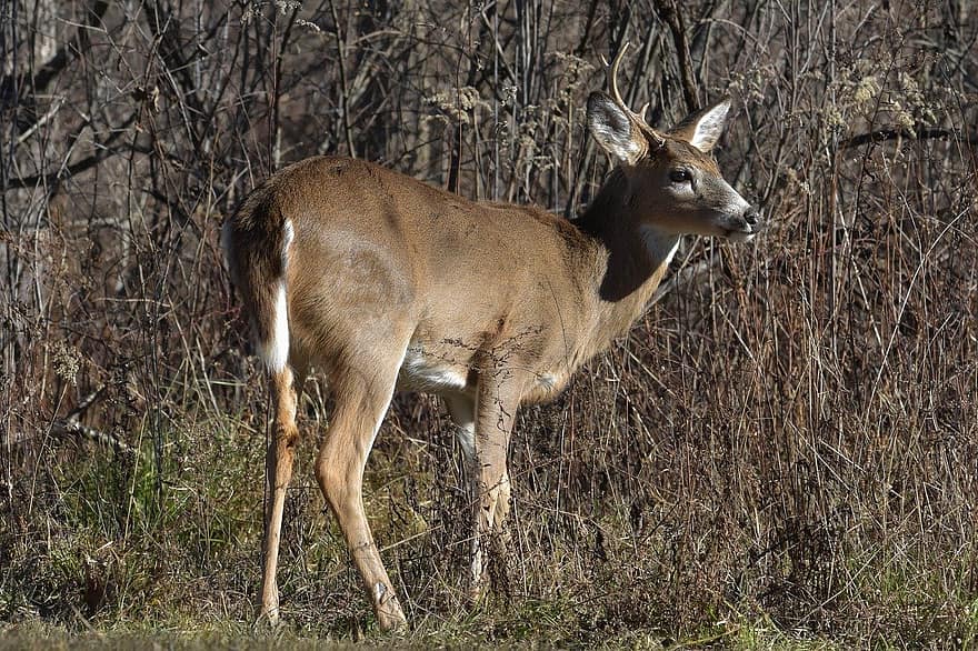 Animal, Deer, Wildlife, Mammal, Buck, White-tail Deer, Outdoors