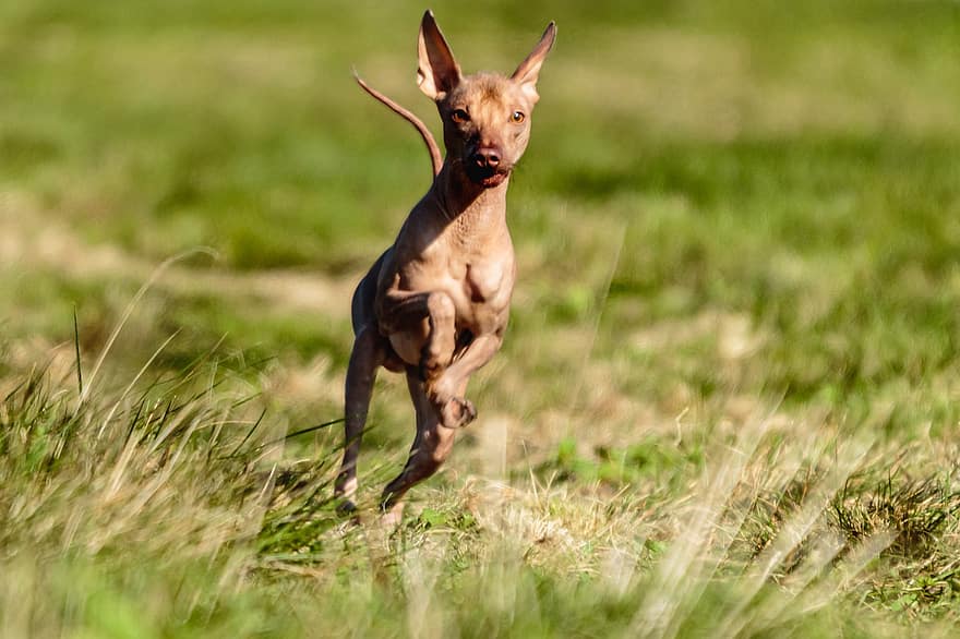 Hund, peruanisch, unbehaart, Laufen, draußen, Feld, aktiv, Beweglichkeit, Tier, sportlich, wunderschönen