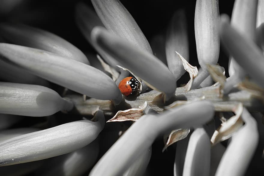 Ladybug, Beetle, Plant, Insect, Ladybird Beetle, Lady Beetle, Nature, close-up, macro, leaf, summer