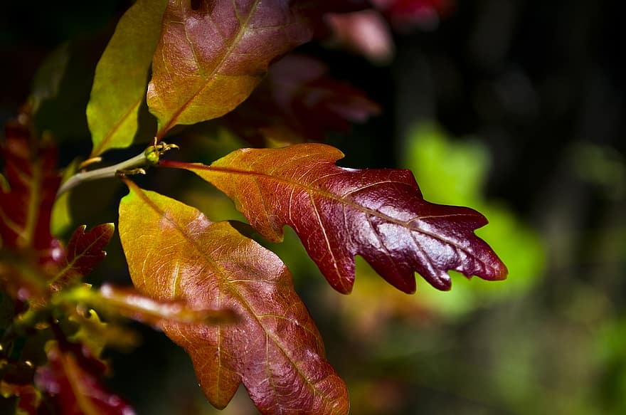 hojas, roble, rojo, otoño