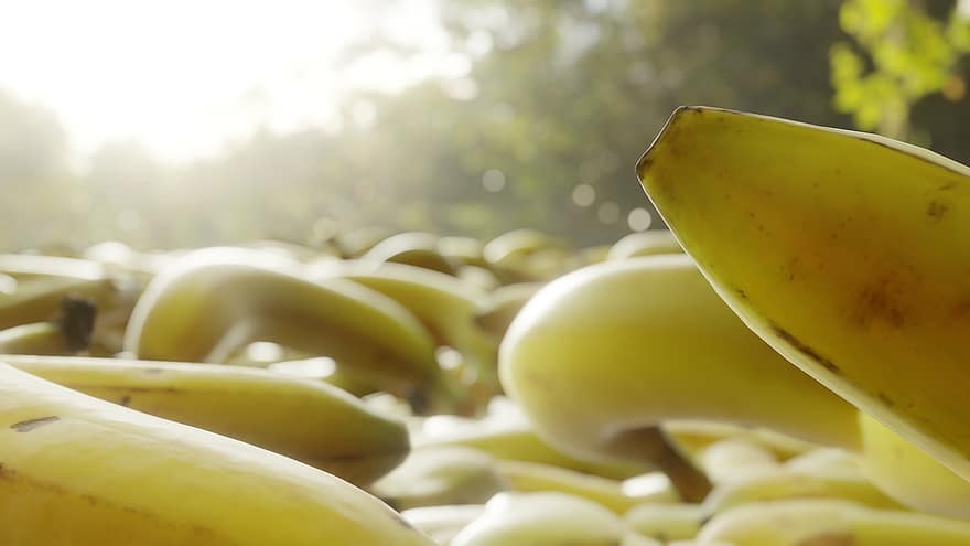 banāni, augļi, ēdiens, veselīgi, bioloģiski, svaiga, nogatavojies, uzturs, salds, barojošs