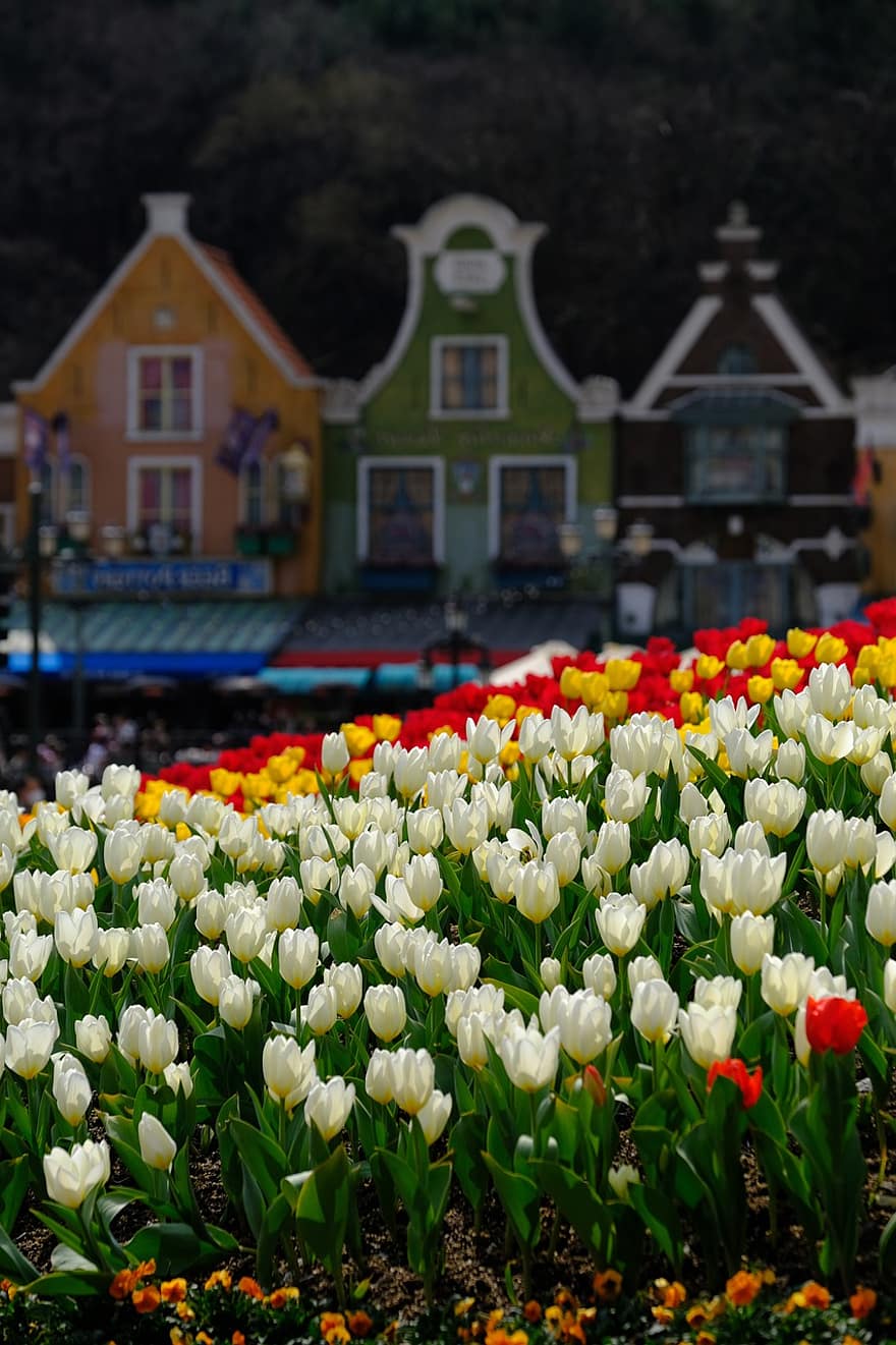những bông hoa, Hoa tulip, vườn, Thiên nhiên, mùa xuân, cây, hoa tulip, bông hoa, nhiều màu, đầu hoa, màu xanh lục