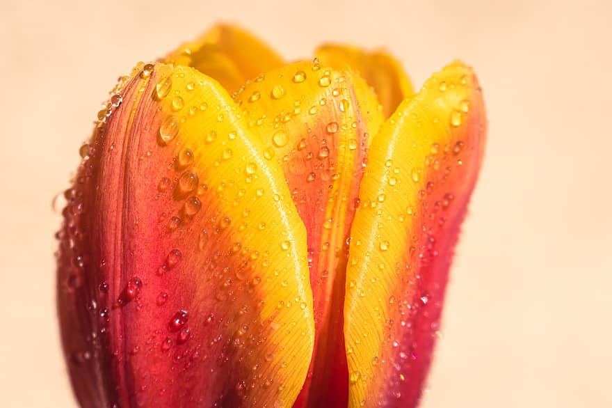 tulipan, blomst, dug dråber, makro, tæt på, natur, forår, blomstre, flor, flora, friskhed