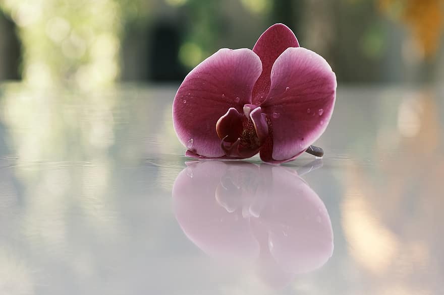 orquídies, reflexió, rosada, orquídia púrpura, gotes de rosada, flor, flors morades, pètals, pètals morats, flor d’orquídies, duplicació