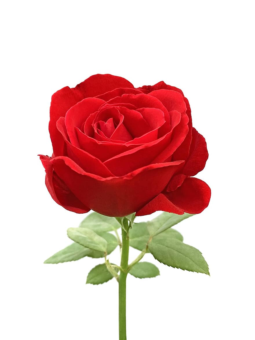 rose, blomst, rød rose, rose blomst, petals, Rose blader, blomstre, flora, natur, petal, blad