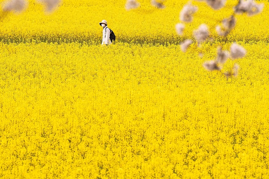 krajobraz, pole rzepaku, kwiaty rzepaku, sakura, żółty, wiosna, rozkwit, Japonia