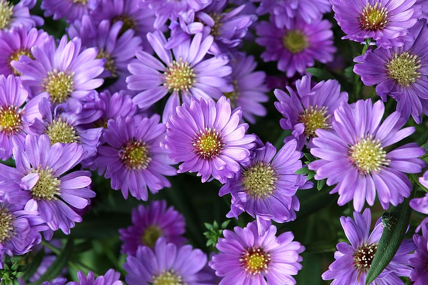 bunga-bunga, ungu, mekar, berkembang, taman, alam, menanam, violet