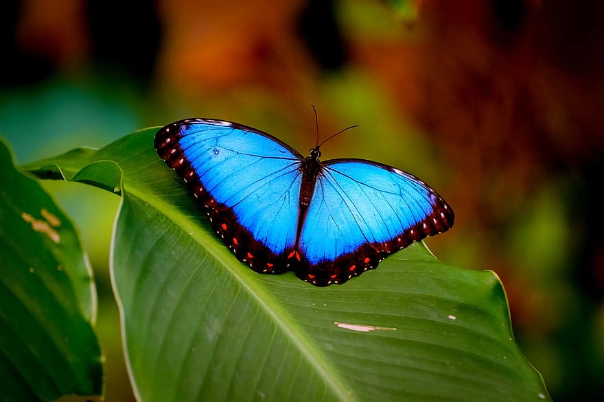 morpho blu, farfalla, insetto, morpho comune, animale, pianta, giardino, natura