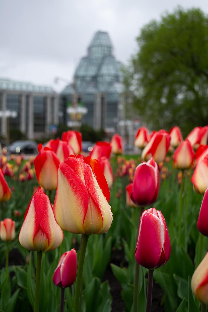 tulipaner, have, parkere, baggrund, blomst, kronblade, natur, forår, flor, blomstre, flora
