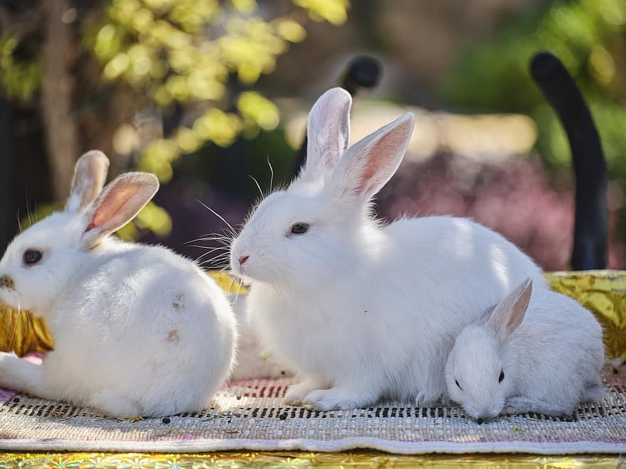 tavşanlar, Evcil Hayvanlar, hayvanlar, bebek tavşan, memeliler, Beyaz tavşanlar, havuç, aile, Bahçe, sevimli, tavşan