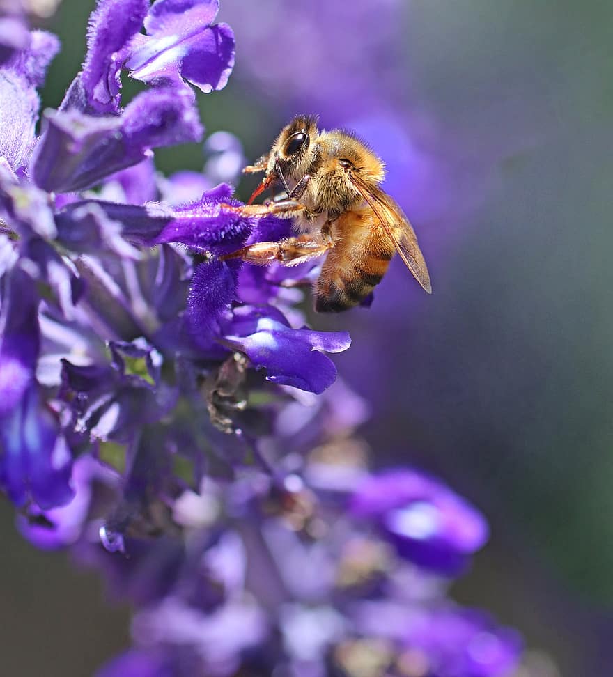 bi, insekt, salvie, honningbi, dyreliv, nektar, salvia, blomst, flor, blomstre, blomstrende plante