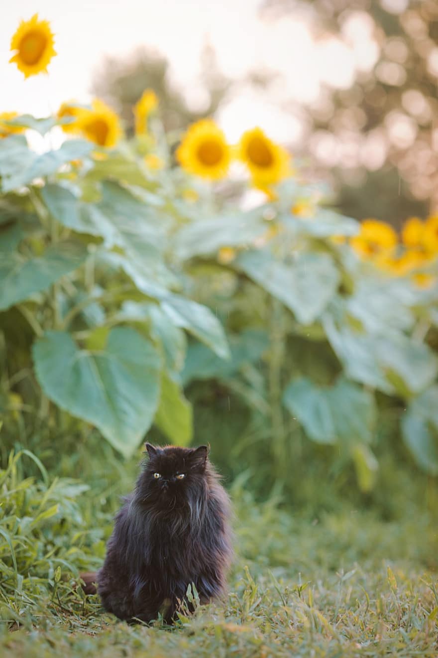 персидский кот, кошка, домашнее животное, черный кот, животное, Домашняя кошка, кошачий, млекопитающее, пушистый, милый