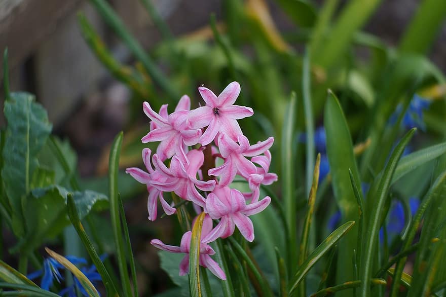 Hyacinth, blomster, anlegg, rosa blomster, petals, blomst, flora, hage, vår, natur, nærbilde