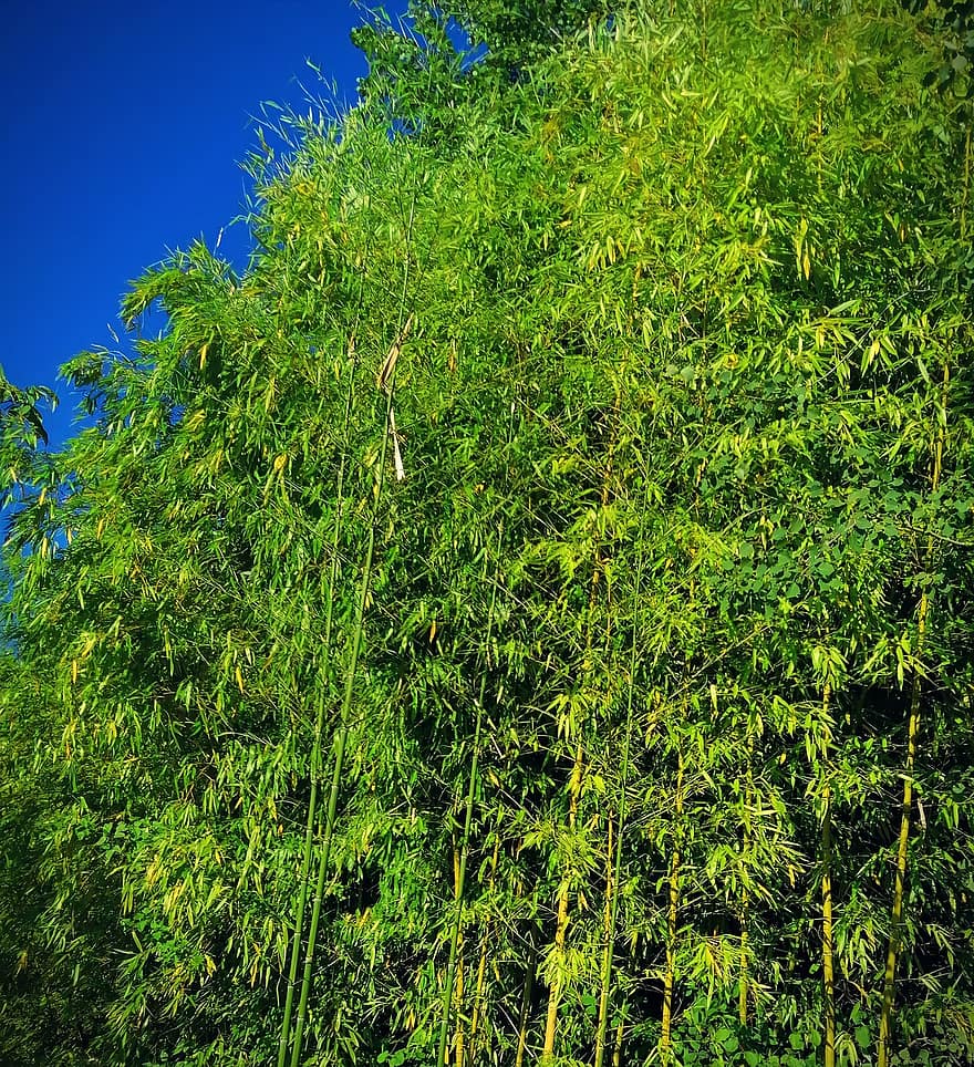 bambu, gräs, växt, träd, löv, trunk, flora, blad, grön färg, skog, sommar