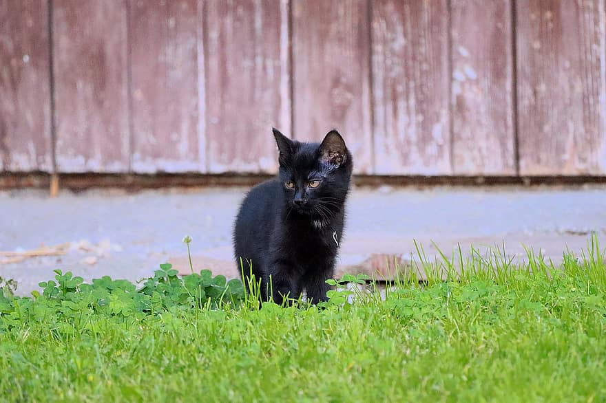 kedi, kedi yavrusu, Evcil Hayvan, kedinin gözleri, genç, Meraklı, şakacı, siyah, mieze, kötü bir görünüm