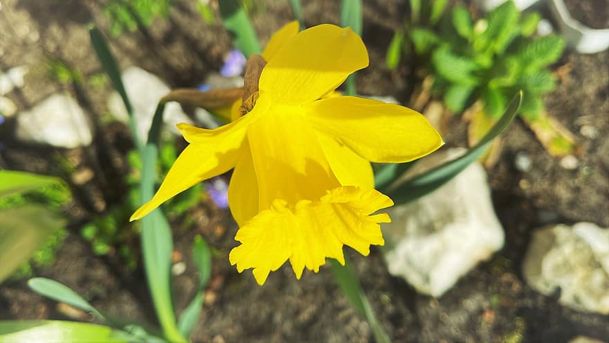Daffodil, Flower, Yellow Flower, Spring, Garden, plant, leaf, close-up, summer, green color, yellow