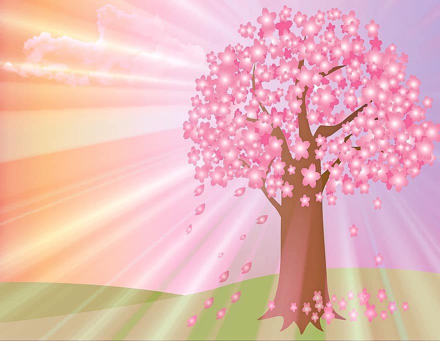 körsbärsblommor, sakura, trädlund, ljus genom trädet, vår, natur, blomma, rosa, gren, träd, pastell