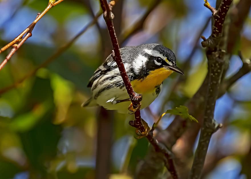 Yellow-breasted Warbler, Bird, Animal, Wildlife, Plumage, Branch, Perched, Forest, Nature, Birdwatching, beak