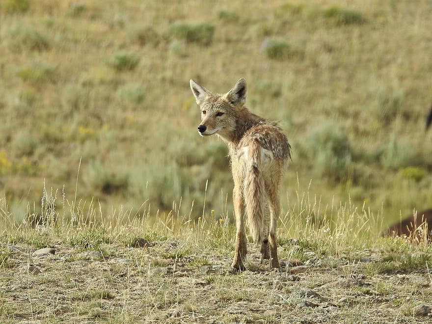 kojot, Yellowstonský národní park, volně žijících živočichů, Příroda, divočina, wyoming, yellowstone, divoký, venku, zvíře, hledá
