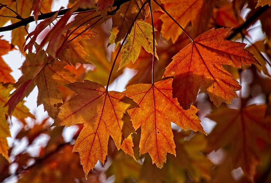 осінь, кленові листи, листя