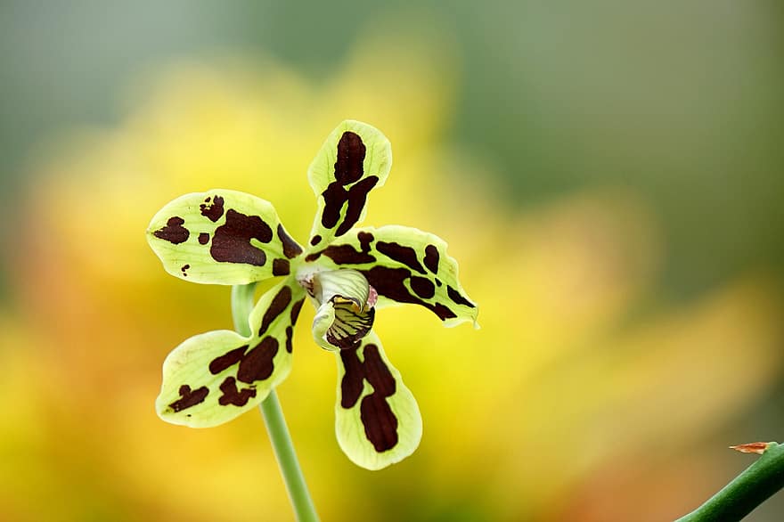 orchidea, kwiat, ogród, Papua Orchidea, płatki, płatki orchidei, kwitnąć, roślina, orchidea dendrobium, flora, Natura