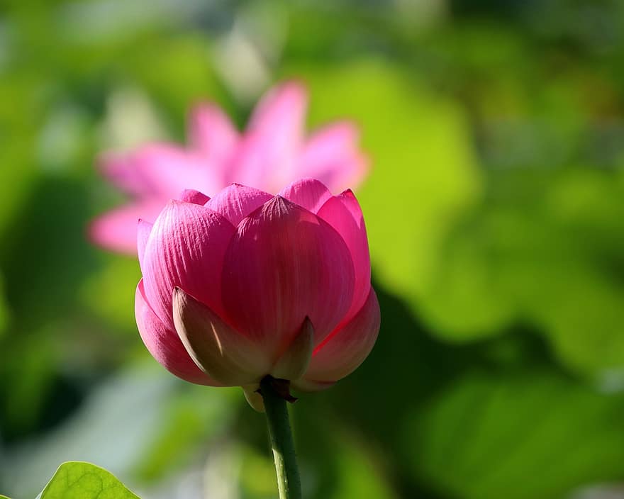 Lotus, Flower, Plant, Pink Flower, Petals, Bloom, Aquatic Plant, Nature, Pond, flower head, petal