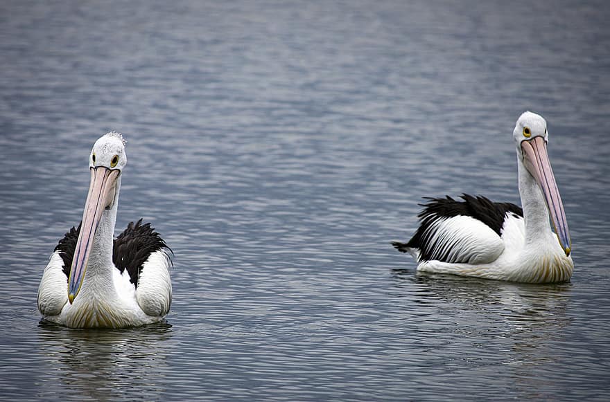 pelicano, passarinhos, mar, animais, animais selvagens, plumagem, bico, casal, agua, natureza, animais em estado selvagem