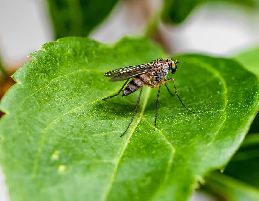 mug, insect, steek, bloedzuiger, muggen, malaria-, zuigen, besmettelijk, blad, groen