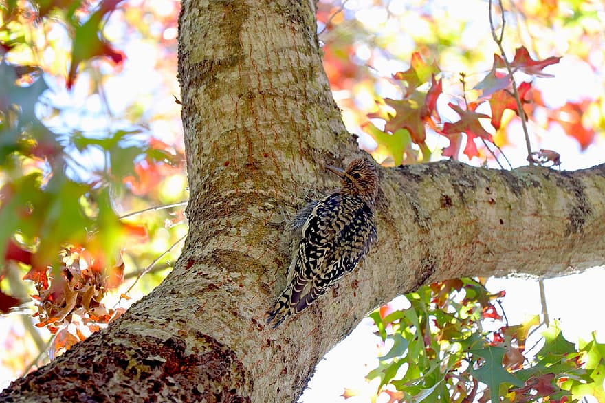 Bird, Woodpecker, Branch, Leaves, Foliage, Tree, Camo, Camouflaged, Fall Colors, Wildlife, Animal