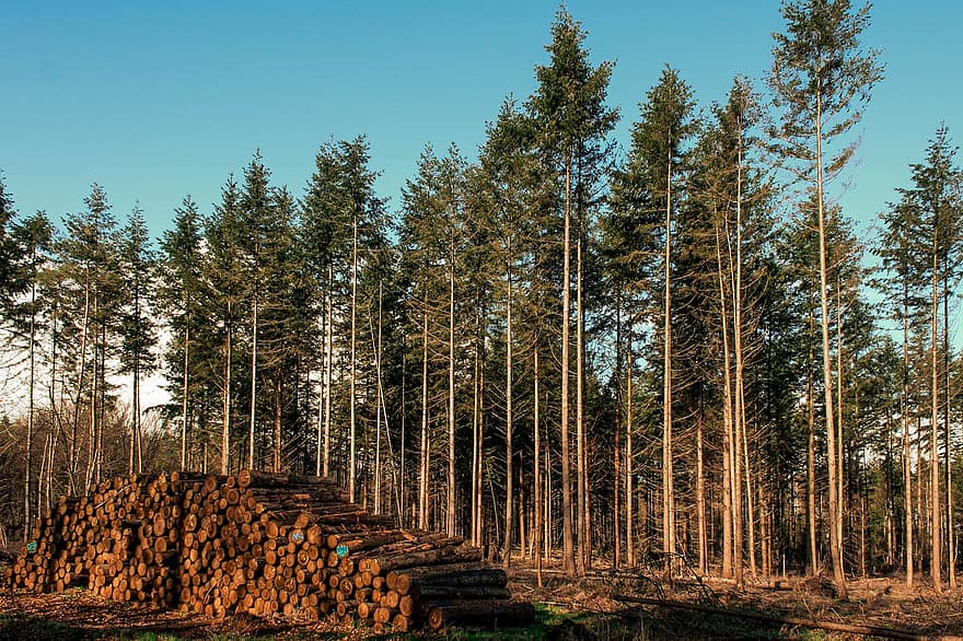 les, stromy, protokoly, pro ostatní, dřevo, Řezané dřevo, kmeny