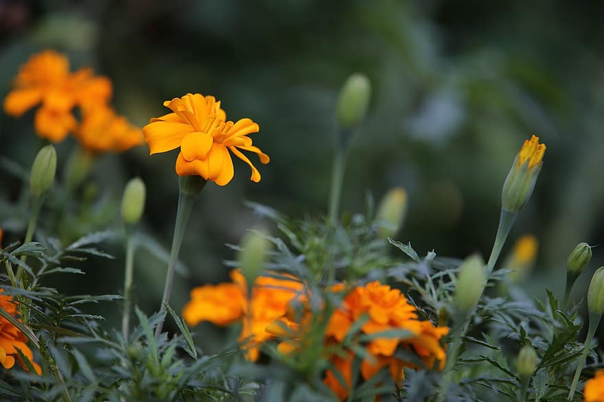 Orange Tagettes, květiny, kvetoucí, oranžové květy, květ, pupeny, flóra, pěstování květin, zahradnictví, botanika, rostlin