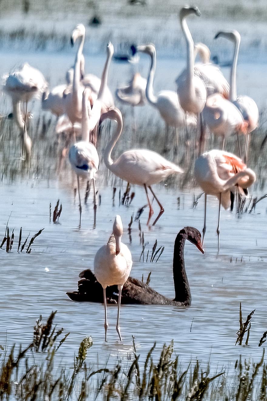 Swan, Flamingos, Birds, Lake, Water, Birding, Wild, Animals, Fauna, Black Swan, Andalucia