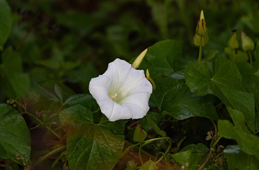 Hedge Bindweed, Bellbind, Calystegia Sepium, Trumpet Flowers, Plant, Blossom, Flora
