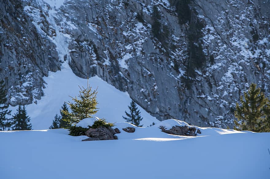 montagna, inverno, la neve, alberi, Alpi, natura, paesaggio, Brunni, canton of schwyz, foresta, albero