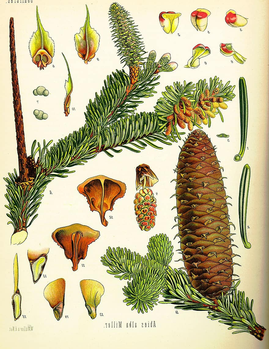 Spruce Pineapple, Plants, Flowers