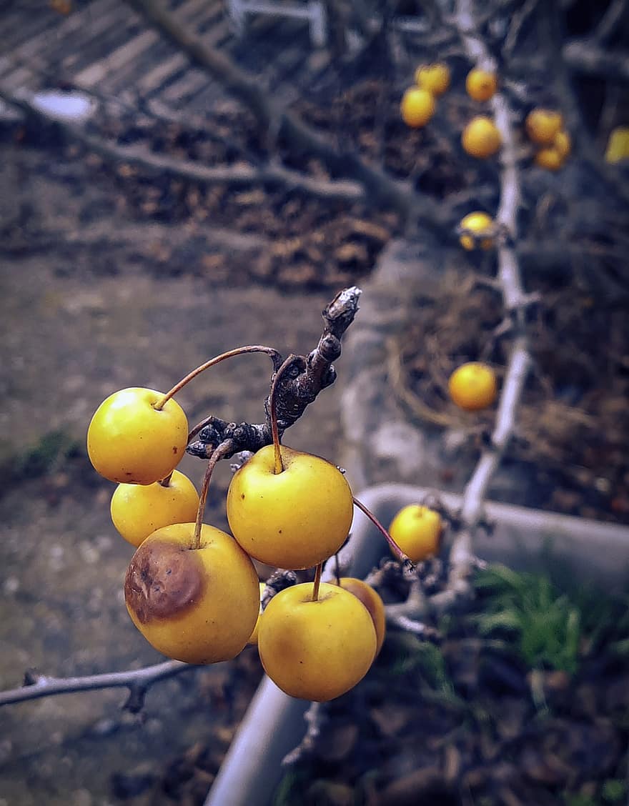 The Apples, Fruit, Tree, Plant, Forest, Garden, Nature, Foreground, Yellow, Organic, Edges