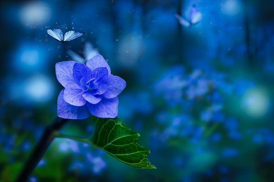 blomma, fjäril, fantasi, vår, blå blomma, växt, magisk, blad, blå, närbild, sommar
