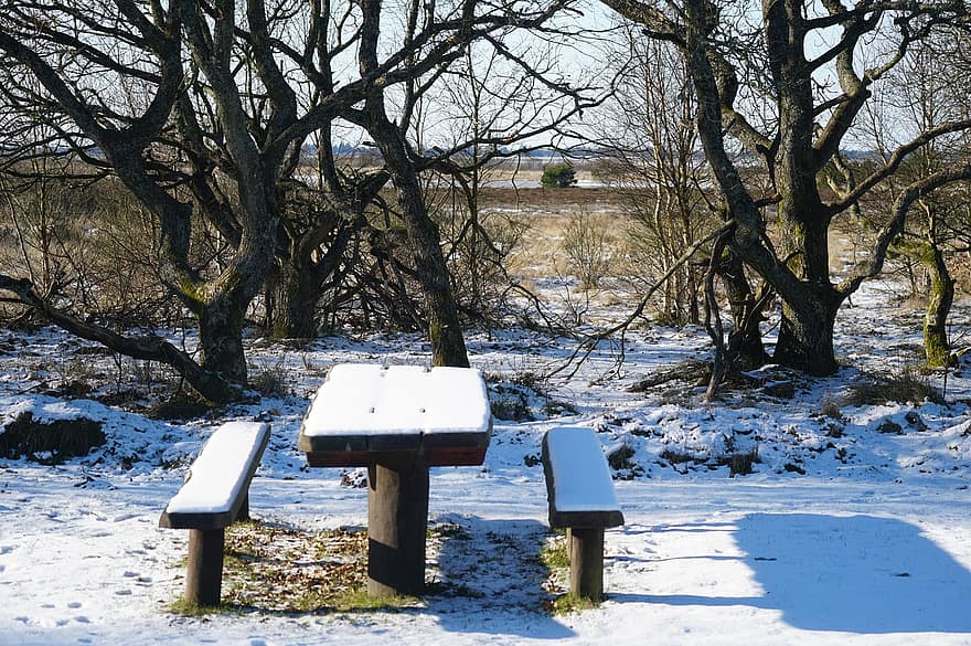 pad, asztal, hó, pihenőhely, erdő, téli, havas, tájkép