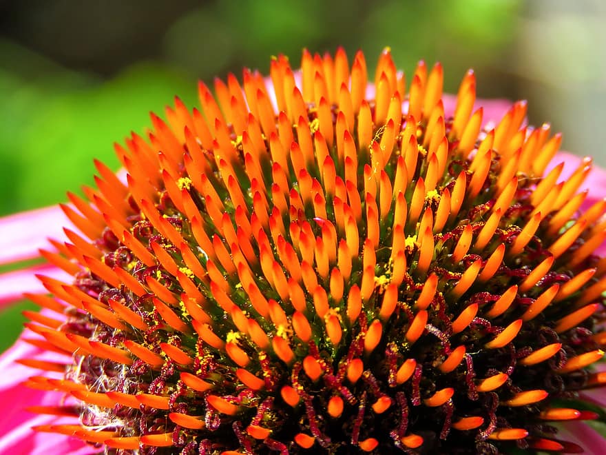 Coneflower, Flower, Pollen, Pistils, Bloom, Blossom, Flora, Plant, Macro, Echinacea, Close Up