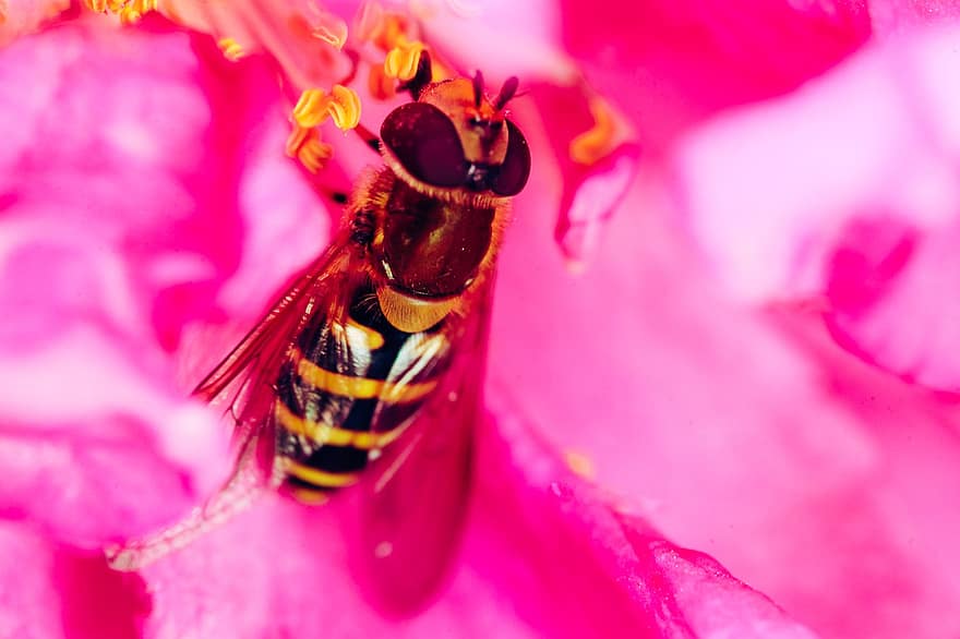 벌, 화분, 수분, 꽃, 핑크 꽃, 분홍색 꽃잎, 곤충, 매크로 사진, 자연, 플로라