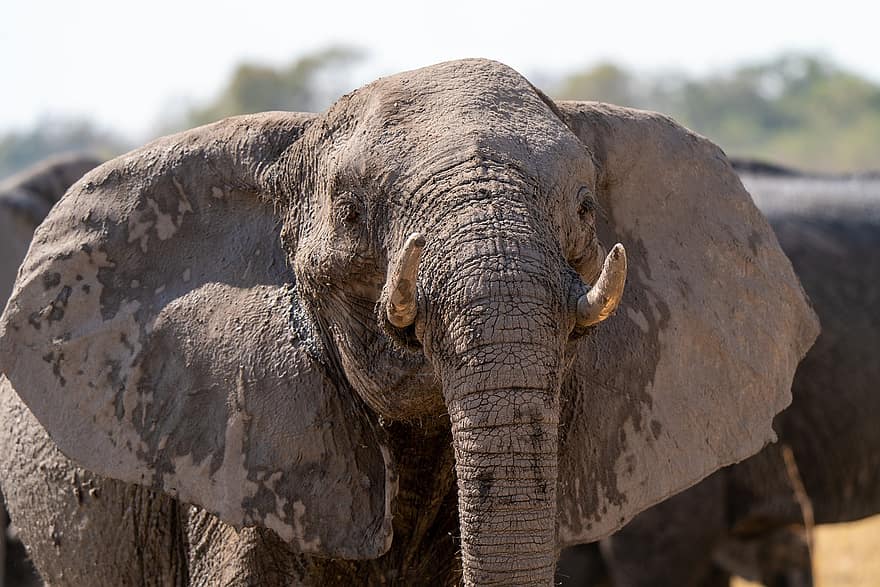elefánt, agyarak, vastagbőrű, vadon, ormány, ruesseltier, Botswana, Afrika, szafari, állat