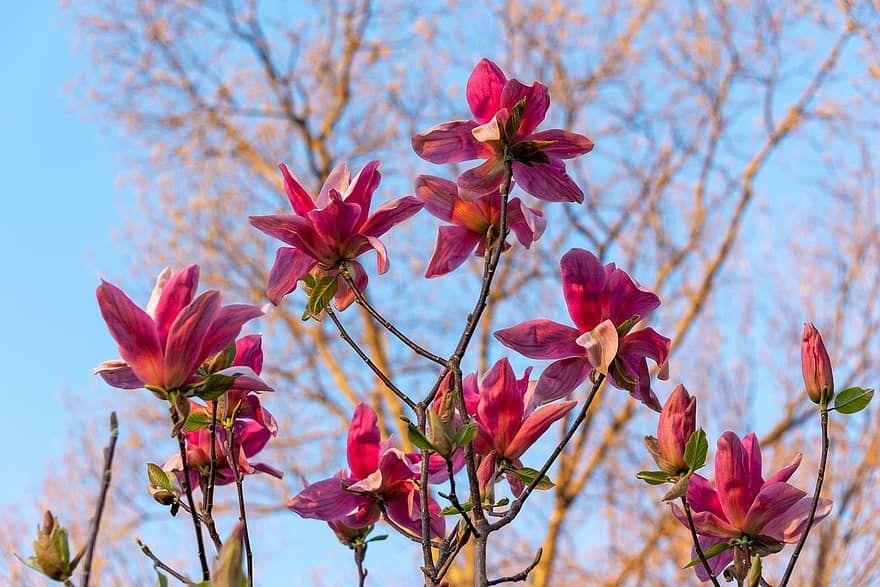 Flowers, Spring, Red, Magnolia, Botany, Growth, Bloom