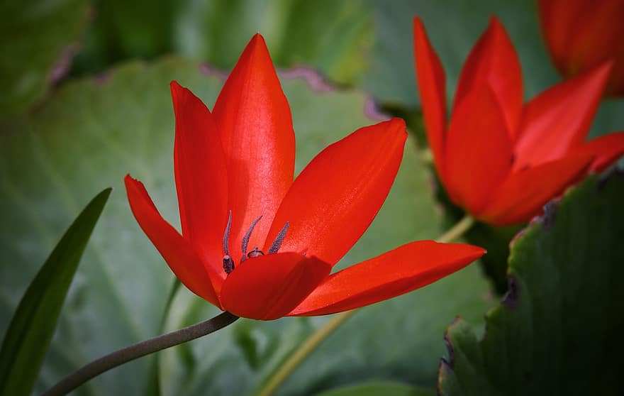 tulipán, květ, rostlina, okvětní lístky, červená květina, divoký Tulipán, divoká rostlina, flóra, zahrada, Příroda