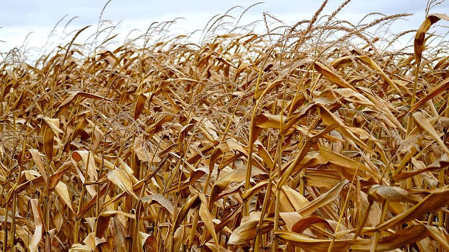 maíz, maizal, agricultura, comida, otoño